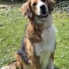 Iris, verschmuste Hündin, 8 Jahre