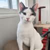 Orpheus, lebensfroher Kuschelkater, 10 Monate
