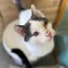 Orpheus, lebensfroher Kuschelkater, 10 Monate