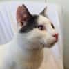 Orpheus, lebensfroher Kuschelkater, 10 Monate