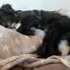 Unkomplizierter Welpe Miro kennt schon Kinder, Katzen Pferde