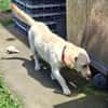 Nelly - super lieb und freundlich
