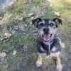 Lupo -Gute Laune Hund-