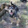Lupo -Gute Laune Hund-