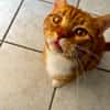 Roter Kater hat seinen Halter verloren