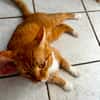 Roter Kater hat seinen Halter verloren