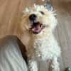 Bob, super freundlicher Bichon-Frisé Mischling