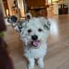Bob, super freundlicher Bichon-Frisé Mischling