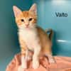 valto