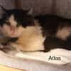 Atlas