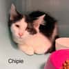 Chipie