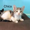 Chica