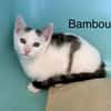 Bambou