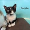 Babette