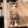 Baika [Chaton]