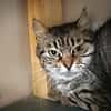 Minette