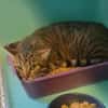 Minette