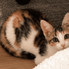 Bliss [Chaton]