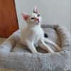 YUKI