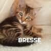 BRESSE