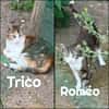 ROMEO et TRICO   - DOUBLE ADOPTION
