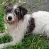 Suzette