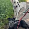 Lio-sensibler Herdenschutzhund