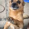 🐾 Teddy sucht sein Für-immer-Zuhause 🐾