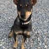 Erna, tolle Pinscher Hündin