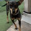 Erna, tolle Pinscher Hündin