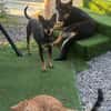Erna, tolle Pinscher Hündin