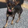Erna, tolle Pinscher Hündin