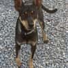 Erna, tolle Pinscher Hündin