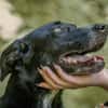 Nerina sucht Familienanschluss
