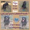 Emil sucht seine Familie 🏡🐾