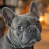 Charly, französische Bulldogge, 4 Jahre, sucht sein Paradies