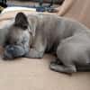 Charly, französische Bulldogge, 4 Jahre, sucht sein Paradies