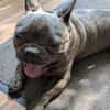 Charly, französische Bulldogge, 4 Jahre, sucht sein Paradies
