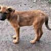Welpenmädchen Aska sucht Familie