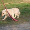 Camaro - freundlicher Familienhund