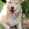 Traumhund BEN sucht liebevolles Zuhause