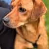 Lio - ein lovely Dog