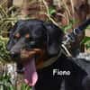 FIONO