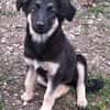 Welpe Conchita sucht ihre Menschen