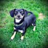 Einmal Dackel, immer Dackel- Langeweile gibt es nicht :)