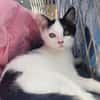 GIGOTE