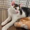 Alonzo [Chaton]