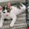 Alonzo [Chaton]