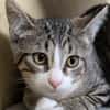 TOM