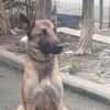 SOCRATE VAA23988